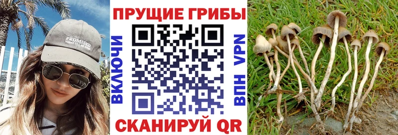 Псилоцибиновые грибы Cubensis  Кисловодск 